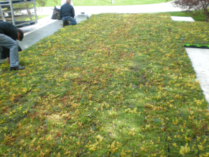 Green Roof